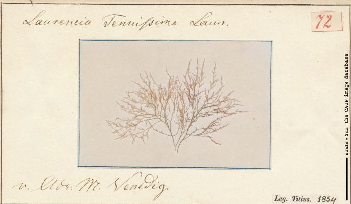 Laurencia tenuissima_72.jpg